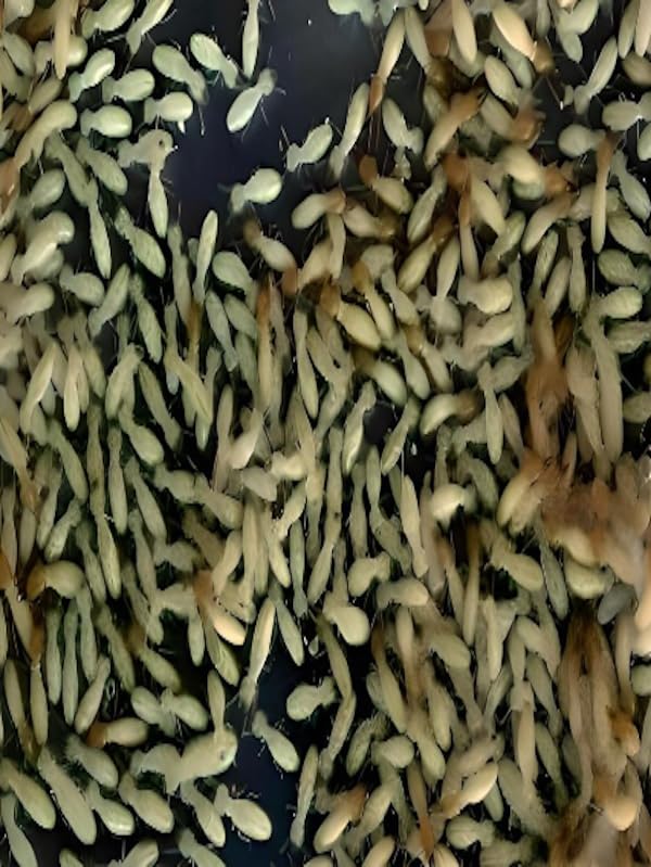 両生類生体 爬虫類両生類エサ